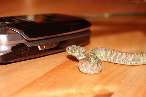 Chúng chỉ mới được các nhà khoa học phát hiện cách đây khoảng 30 năm và hiện gần như chưa có tài liệu khoa học nào nghiên cứu về loài rắn này. Ảnh: tumblr.com.