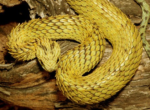 2.Chúng được chú ý bởi vẻ bề ngoài kỳ dị với những chiếc vảy nhọn trên thân xếp đè lên nhau như lợp ngói. Ảnh: tumblr.com.