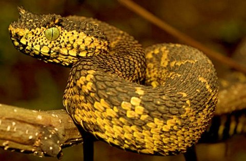 3.Người ta thường gọi chúng là Rắn có lông vì nhầm tưởng những chiếc vảy sừng này là những chiếc lông mọc trên cơ thể. Ảnh: nydailynews.com
