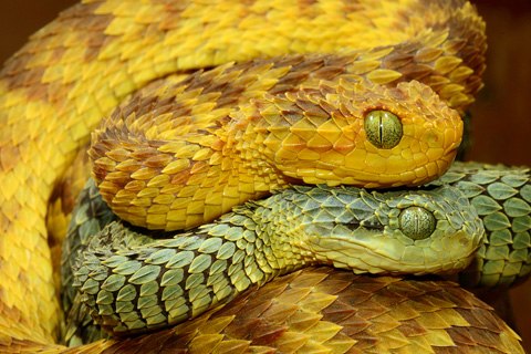 4.Đôi mắt lớn cũng góp phần tạo nên vẻ hung dữ cho rắn vảy sừng. Ảnh: theworldbyroad.com.