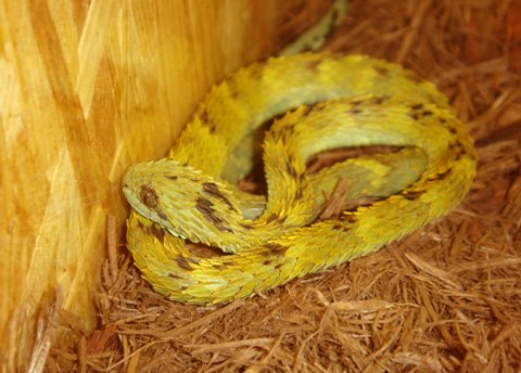 5.Chúng có chiều dài cơ thể tối đa chỉ đạt 73 cm ở con đực và 58 cm ở con cái. Ảnh: forumotions.net.