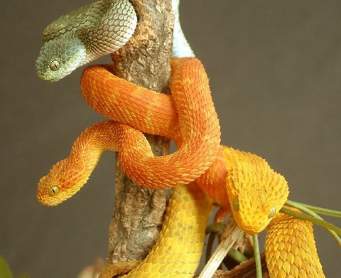 Rắn vảy sừng sinh sống chủ yếu trên cây, ẩn nấp trong các tán lá ở các vùng ẩm ướt. Ảnh: tumblr.com.