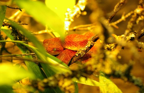 Loài rắn này thường không tấn công con người và các động vật lớn nhưng lượng nọc độc tiết ra sau mỗi cú đớp có thể gây tử vong cho một người trưởng thành. Ảnh: flickr.com.