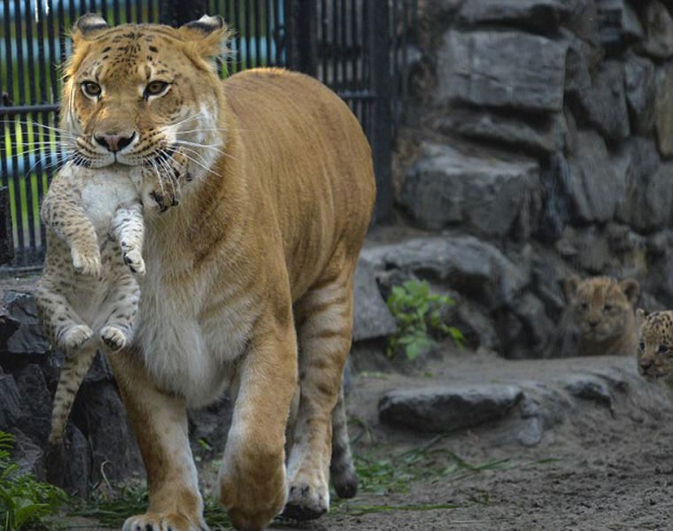 Hổ lai... sư tử vô cùng quý hiếm