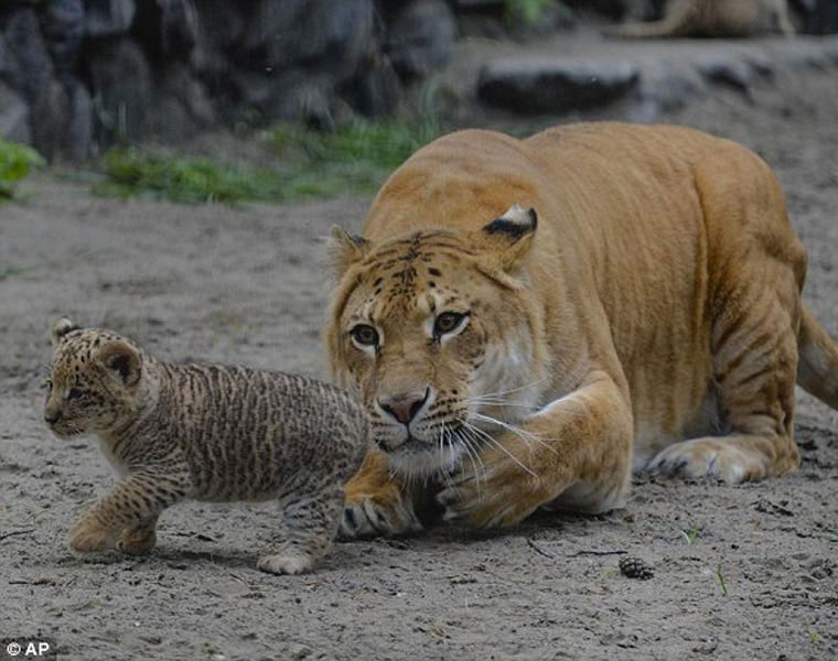 Hổ lai... sư tử vô cùng quý hiếm