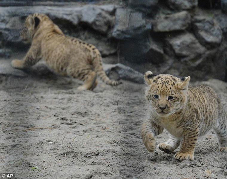 Hổ lai... sư tử vô cùng quý hiếm