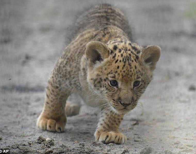 Hổ lai... sư tử vô cùng quý hiếm