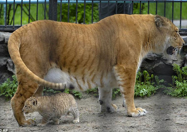 Hổ lai... sư tử vô cùng quý hiếm