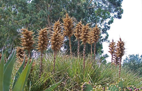puya-chilensis-10-235741-1371823171_500x