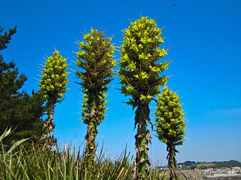 puya-chilensis-11-340951-1371823169_500x