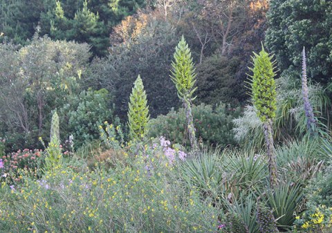 puya-chilensis-13-372746-1371823162_500x