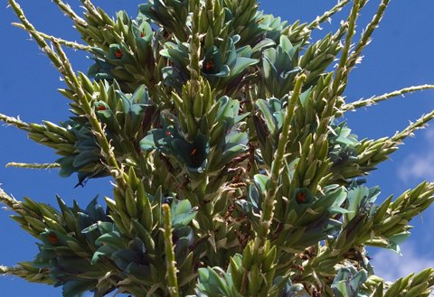 puya-chilensis-4-651880-1371823165_500x0