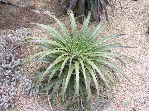 puya-chilensis-6-165251-1371823167_500x0
