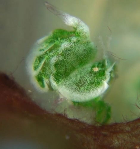 Loài tôm xanh kỳ dị nhất thế giới