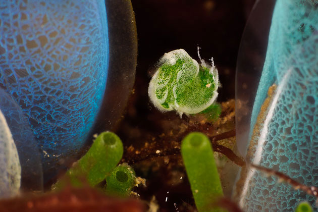 Loài tôm xanh kỳ dị nhất thế giới