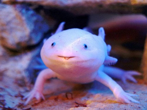 Loài Axolotl, hay còn gọi là kỳ nhông Mexico, với gương mặt khôi hài và thân hình của một con ấu trùng. Những quái vật của đại dương
