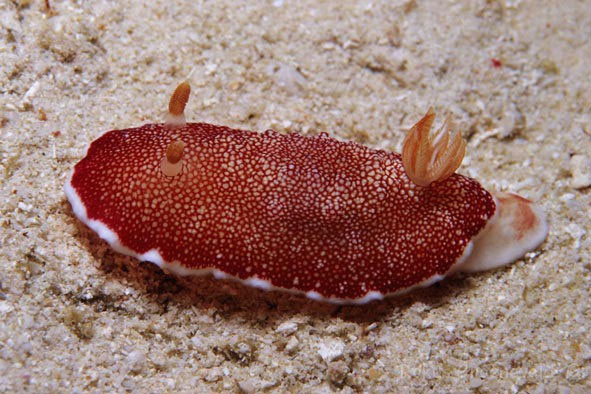 Những quái vật của đại dương