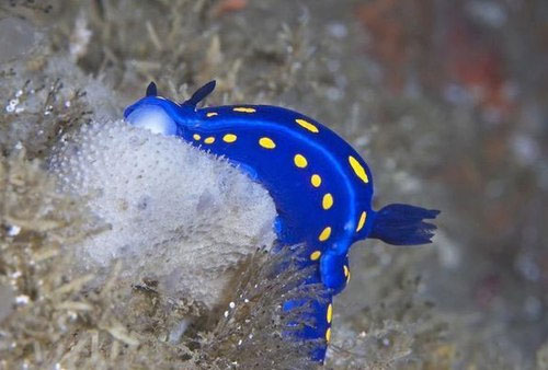 Loài sên Felimare californiensis, với cơ thể nổi bật nhờ hai màu xanh - vàng Những quái vật của đại dương