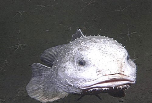 Những quái vật của đại dương