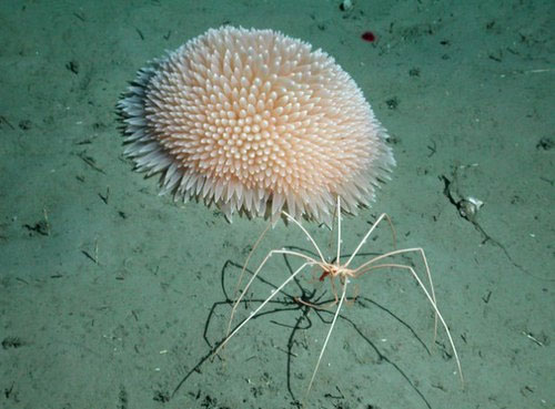 Loài nhện biển khổng lồ, có tên khoa học là Pycnogonid, sống ở độ sâu hơn 3.000m dưới mặt nước biển. Những quái vật của đại dương