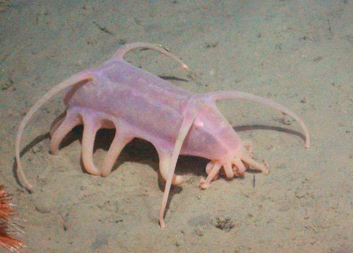 Những quái vật của đại dương