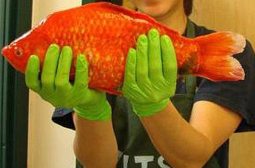 Những quái vật của đại dương