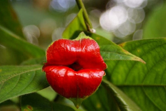 Giống như mọi bông hoa khác, hoa của loài cây Psychotria Elata cũng tiến hóa để thu hút sự chú ý của những con vật thụ phấn như ong, bướm, chim ruồi. Thứ mà bạn thấy trong ảnh là lá đài của bông hoa.