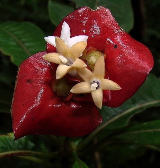 Cây Psychotria Elata phân bố ở trong rừng tại các nước thuộc vùng nhiệt đới ở châu Mỹ như Costa Rica và Colombia.