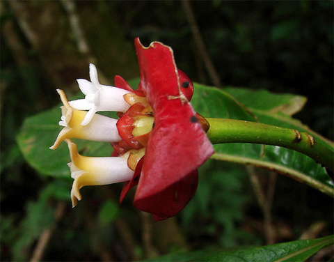 Loài Psychotria Elata thuộc giống Psychotria.