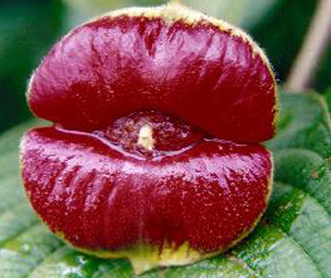 Một bông hoa Psychotria Elata màu đỏ thẫm.