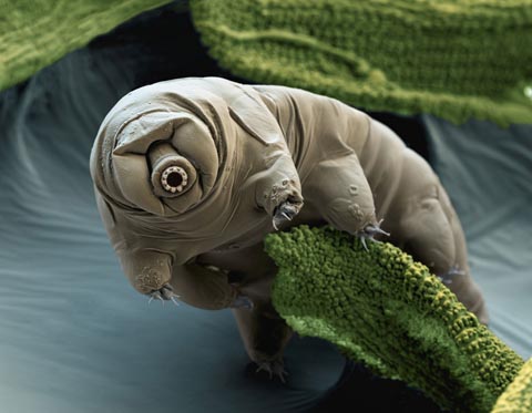 Tardigrade là loài động vật có thể sống hàng thập kỷ mà không cần nước uống, chịu được áp suất tận đáy đại dương, nhiệt độ gần 0 độ tuyệt đối hay phơi trực tiếp dưới bức xạ nguy hiểm, đã được thử nghiệm ngoài vũ trụ năm 2011. Khả năng sống sót kỳ diệu của chúng có được là do chúng có thể tự sửa chữa AND và giảm lượng nước dự trữ. Trong ảnh là một con tardigrade dài 1mm đang bò trên rêu.
