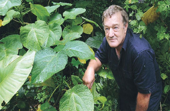 Cây gumpie-gympie