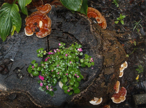 Nấm linh chi (tên khoa học là Ganoderma Lucidum) thuộc họ nấm Lim (Ganodermataceae). Các tên gọi khác của loài nấm này là Tiên thảo, nấm trường thọ, vạn niên nhung. Nấm linh chi (tên khoa học là Ganoderma Lucidum) thuộc họ nấm Lim (Ganodermataceae). Các tên gọi khác của loài nấm này là Tiên thảo, nấm trường thọ, vạn niên nhung.