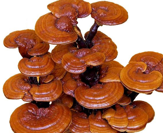 Nấm linh chi còn có giá trị rất lớn về mặt tinh thần với người châu Á. Người Trung Quốc coi Linh chi là báu vật vô cùng huyền bí tượng trưng cho sự trường tồn, cho sức khỏe và linh hồn. Nấm linh chi còn có giá trị rất lớn về mặt tinh thần với người châu Á. Người Trung Quốc coi Linh chi là báu vật vô cùng huyền bí tượng trưng cho sự trường tồn, cho sức khỏe và linh hồn.