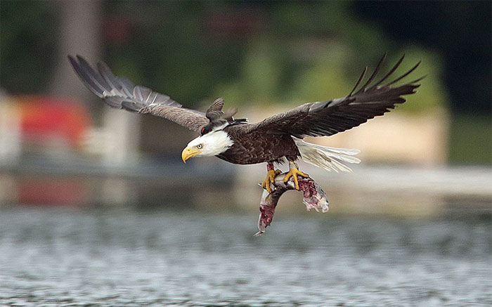 Nhiếp ảnh gia Jon Winslow (Mỹ) đã chụp lại khoảnh khắc con đại bàng quyết định ăn bữa trưa ở gần tổ của hai con chim thụy hồng. Chùm ảnh tuyệt đẹp về động vật