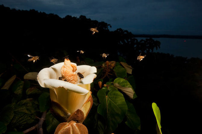 Đàn ong mật châu Phi bay về phía hoa Ochroma sau khi mặt trời lặn để tìm phấn hoa. Hoa Balsa thu hút động vật