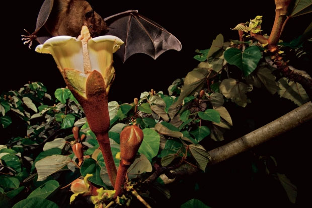 Hoa Balsa thu hút động vật