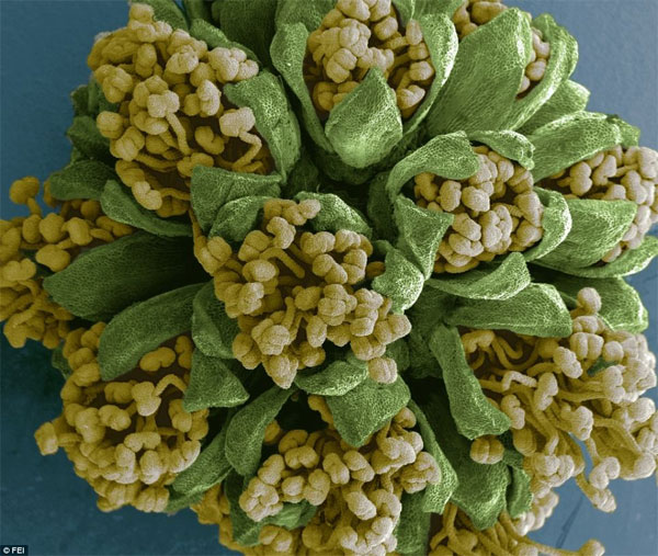 Vẻ đẹp b&iacute; ẩn thế giới v&ocirc; h&igrave;nh