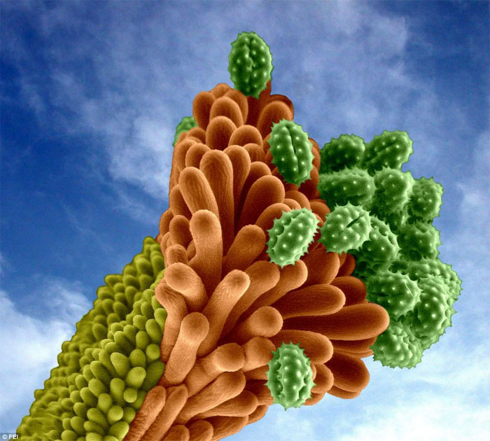 Vẻ đẹp b&iacute; ẩn thế giới v&ocirc; h&igrave;nh