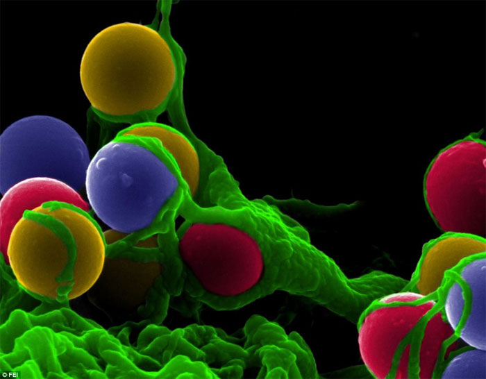 Vẻ đẹp b&iacute; ẩn thế giới v&ocirc; h&igrave;nh