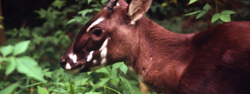 LG-Saola-Hero-image-c-David-Hulse-WWF-Ca