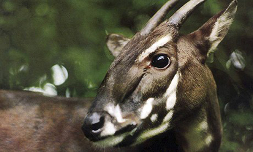Saola-010-in-viet-nam-1992-ap.jpg