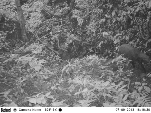 saola-cameratrap-wwf-viet-nam-1993-2544-