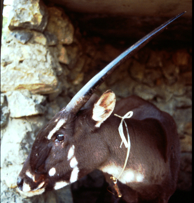 saola-female1-120520-1996.jpg