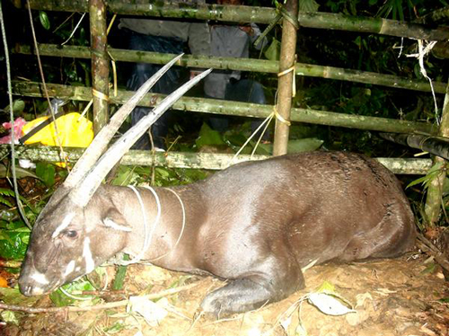 saola-laos-largein-laos-JPG-3929-1384401