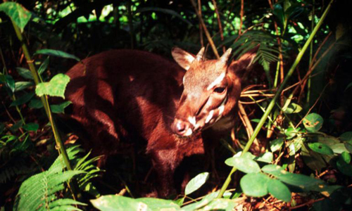 saola-s-9509-1384401101.jpg