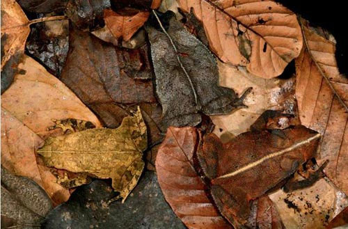 Nghệ thuật ẩn m&igrave;nh của động vật