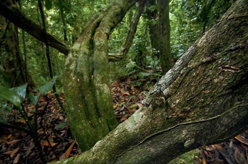 Nghệ thuật ẩn m&igrave;nh của động vật