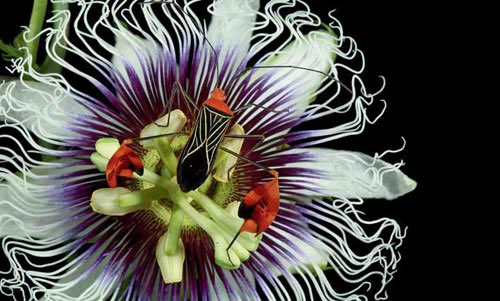 Nghệ thuật ẩn m&igrave;nh của động vật