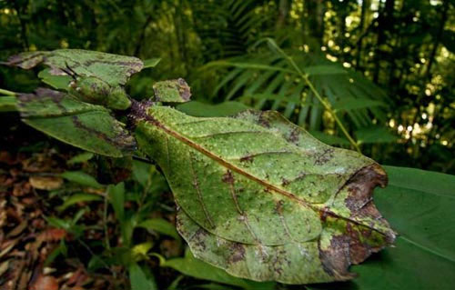 Nghệ thuật ẩn m&igrave;nh của động vật